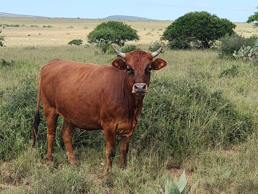 Commercial Property for Sale in Somerset East Rural Eastern Cape